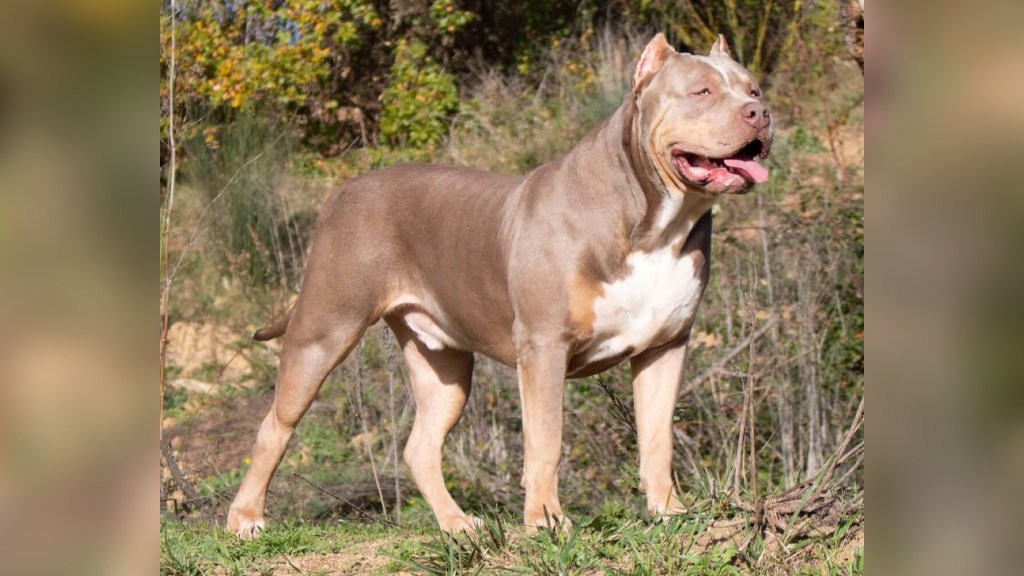Reino Unido prohibirá los perros de la raza American Bully XL, esta es la&nbsp;razón