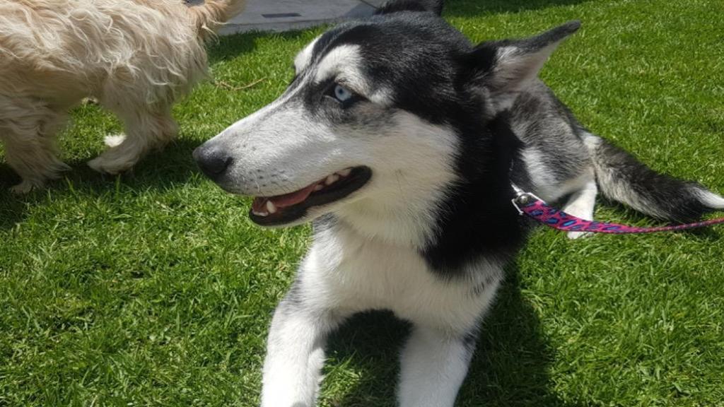 Todo lo que necesita saber sobre el microchip para animales de&nbsp;compañía