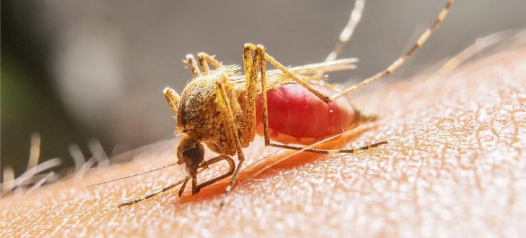 Presidente Petro anuncia que declarará la emergencia económica y sanitaria por aumento de casos de fiebre&nbsp;amarilla